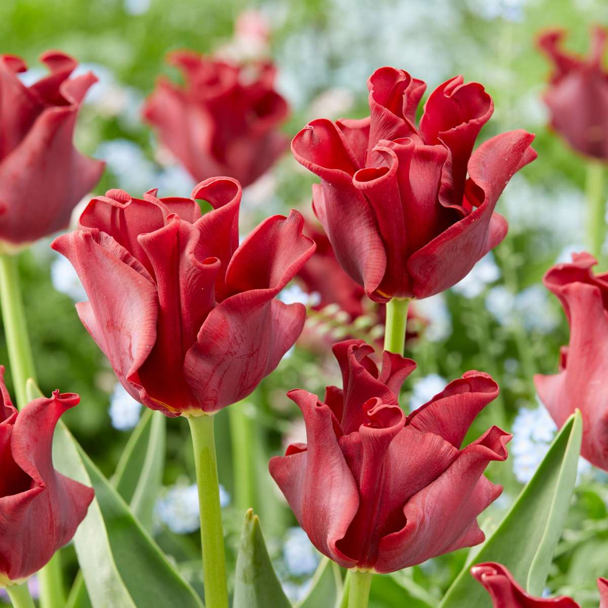 Tulip Tulpenzwiebeln 'Red Dress' - Set Mit 10 Stück - Winterhart & Mehrjährig 