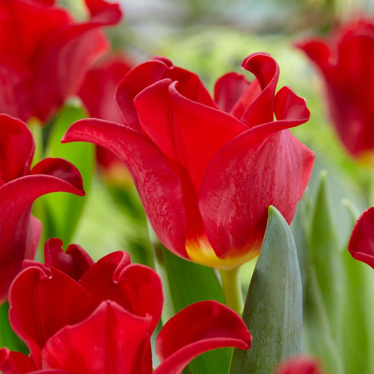 Tulip Tulpenzwiebeln 'Red Dress' - Set Mit 10 Stück - Winterhart & Mehrjährig 
