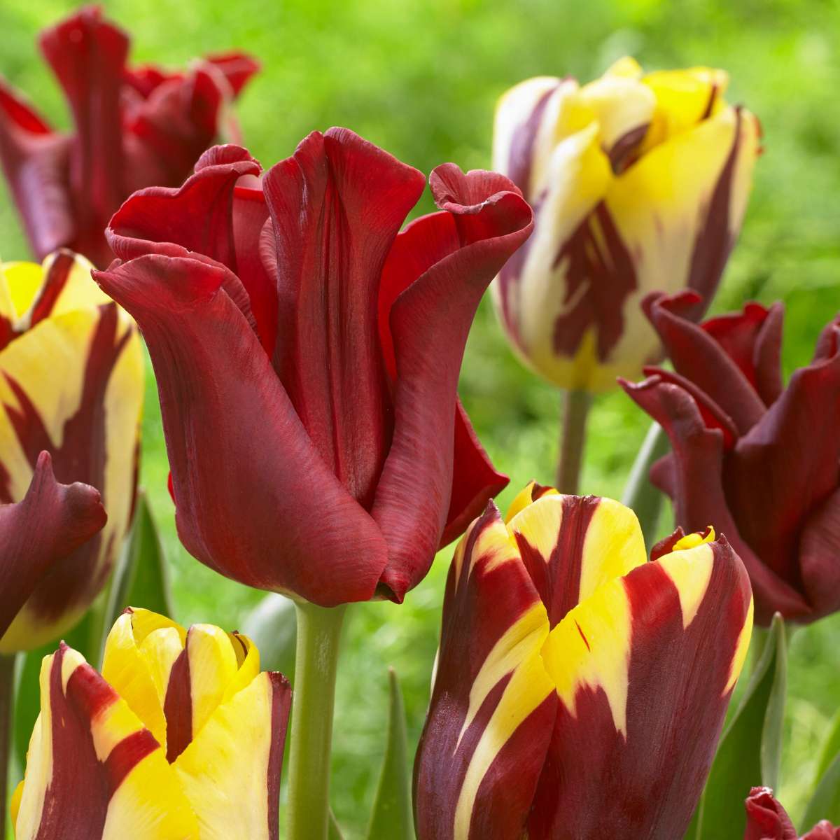 Tulip Tulpenzwiebeln 'Red Dress' - Set Mit 10 Stück - Winterhart & Mehrjährig 