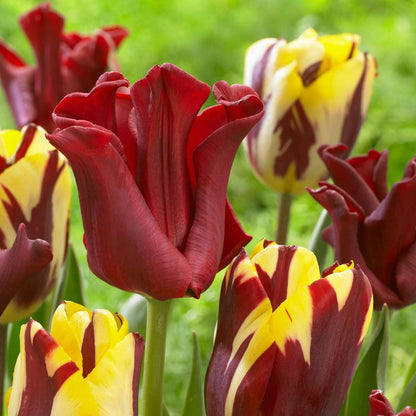 Tulip Tulpenzwiebeln 'Red Dress' - Set Mit 10 Stück - Winterhart & Mehrjährig 