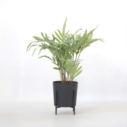 Artificial Plants Künstliches Phlebodium – Höhe 80Cm 