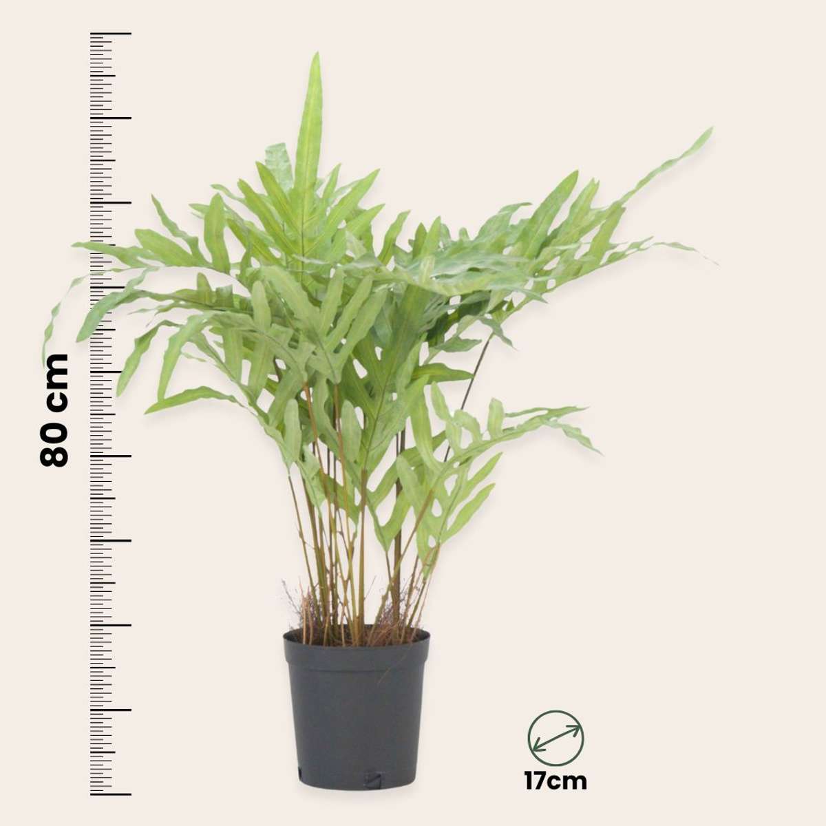 Artificial Plants Künstliches Phlebodium – Höhe 80Cm 