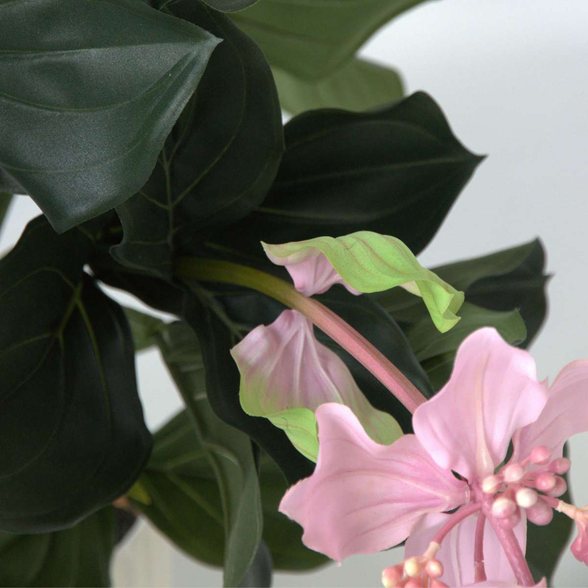 Artificial Plants Künstliche Medinilla Magnifica – Höhe 85Cm 