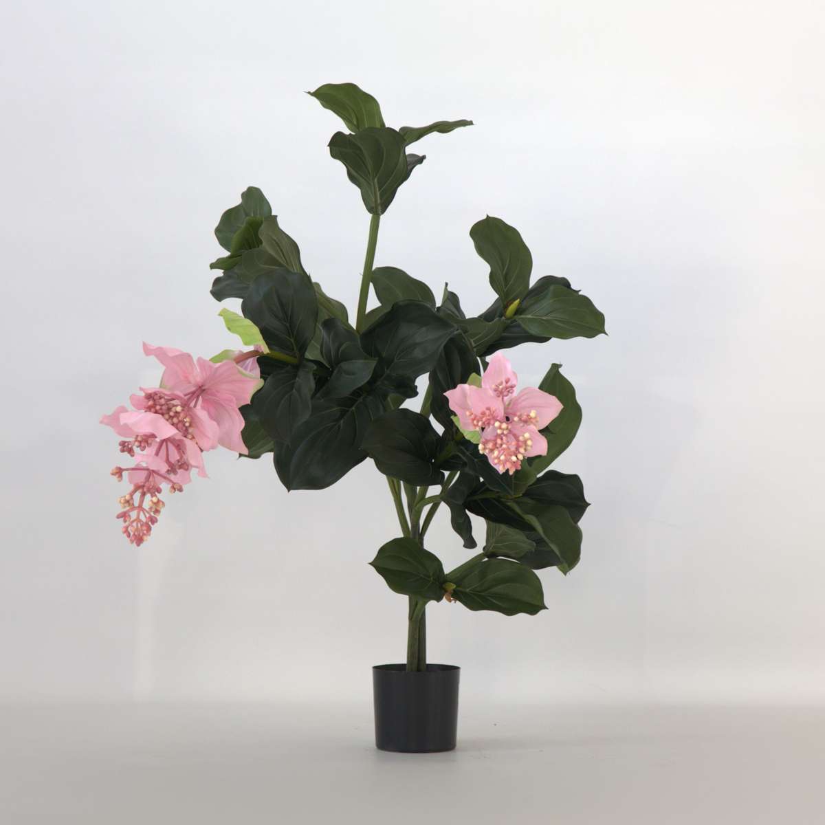 Artificial Plants Künstliche Medinilla Magnifica – Höhe 85Cm 