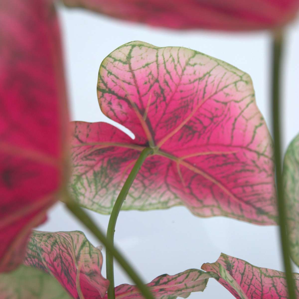 Artificial Plants Künstliche Caladium – Höhe 60Cm 