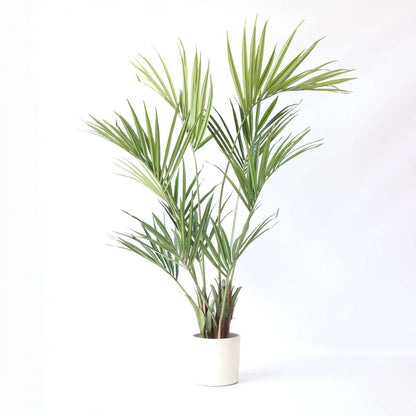 Artificial Plants Künstliche Kentia – Höhe 150Cm 