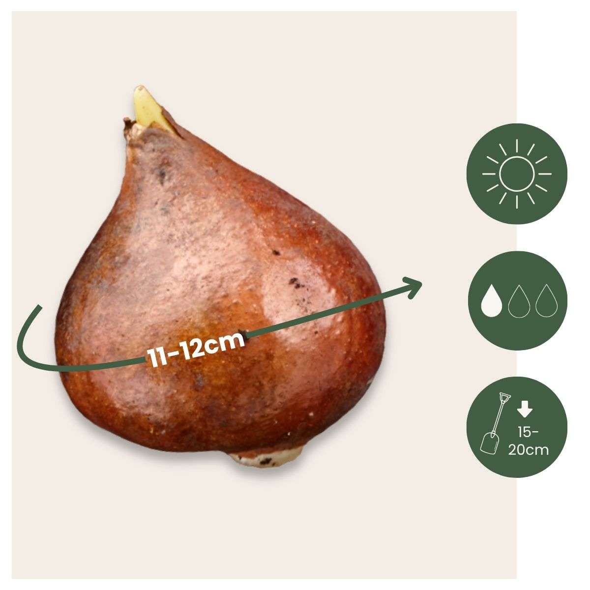 Tulip Tulpenzwiebeln - 15 Stk - Tulipa 'Drumline' - Blumenzwiebeln - Rosa 