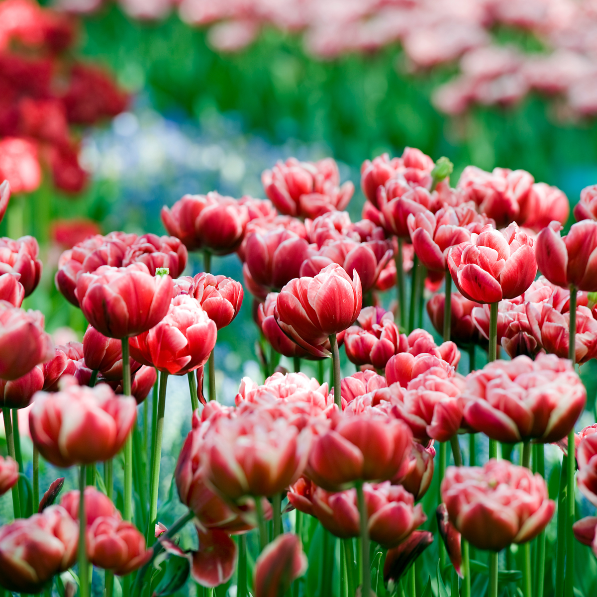 Tulip Tulpenzwiebeln - 15 Stk - Tulipa 'Drumline' - Blumenzwiebeln - Rosa 