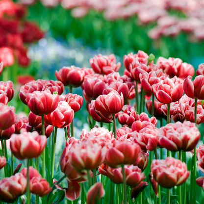 Tulip Tulpenzwiebeln - 15 Stk - Tulipa 'Drumline' - Blumenzwiebeln - Rosa 