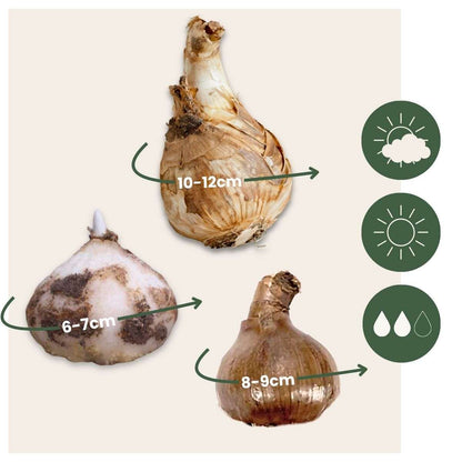 Other Types Of Flower Bulbs Wet Garden Box - 30 Blumenzwiebeln Für Feuchte & Regenreiche Standorte 