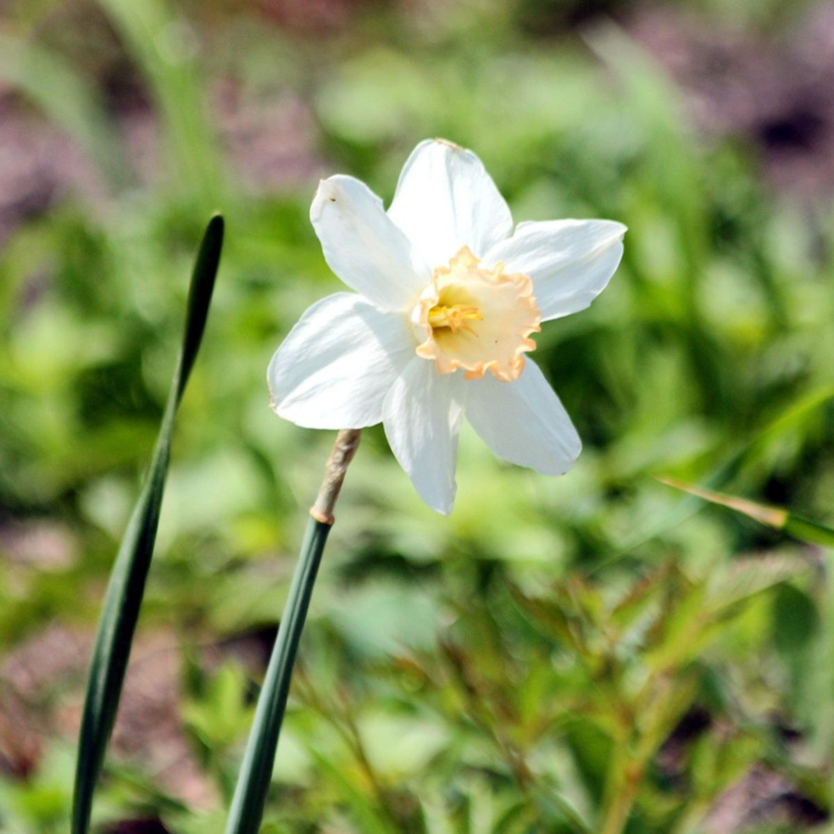 Other Types Of Flower Bulbs Wet Garden Box - 30 Blumenzwiebeln Für Feuchte & Regenreiche Standorte 