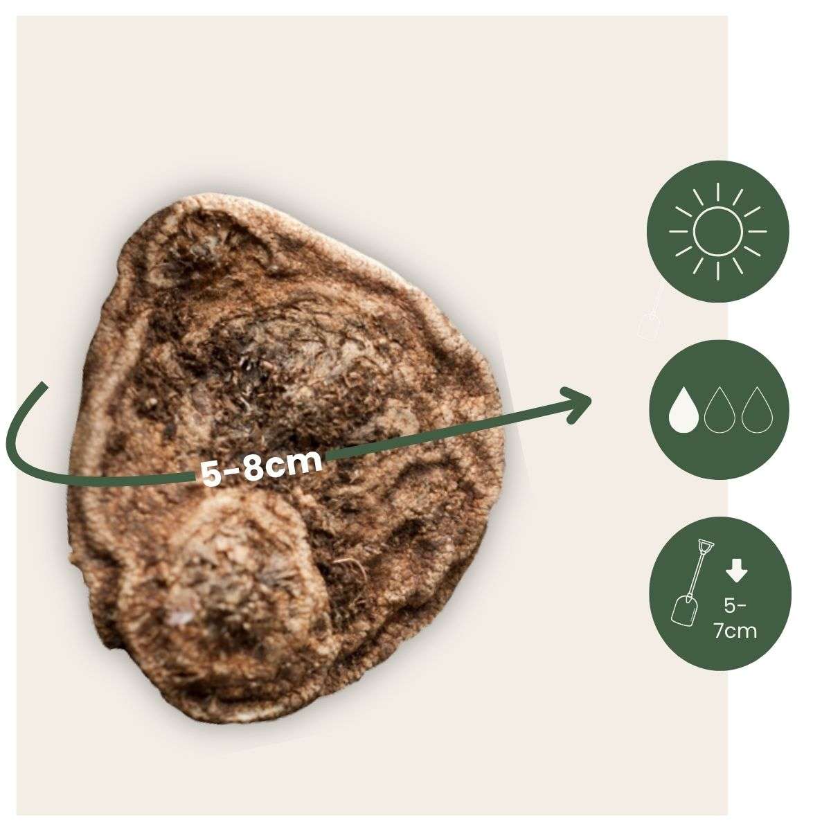 Anemone Windröschen - 30 Stk - Anemoon De Caen - Blumenzwiebeln - Mehrfarbig 