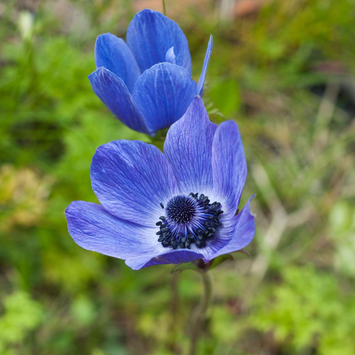 Anemone Windröschen - 30 Stk - Anemoon De Caen - Blumenzwiebeln - Mehrfarbig 