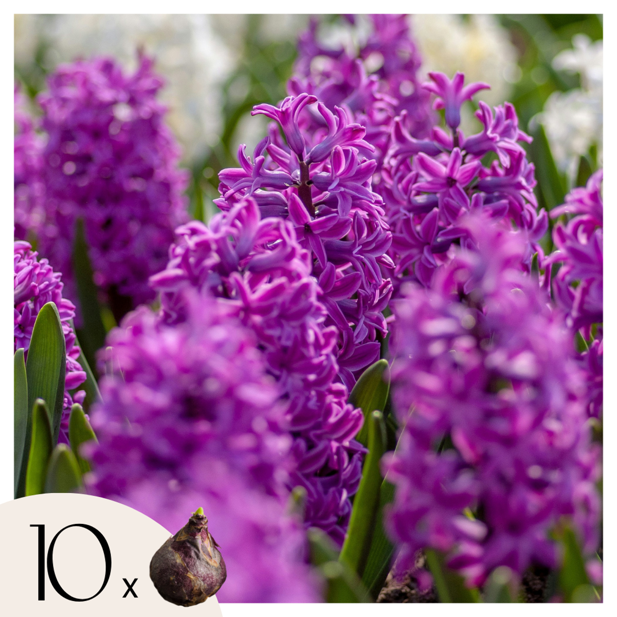 Hyacinth Hyazinthenzwiebeln - 10Er Set - Hyacinthus 'Purple Voice' - Blumenzwiebeln 