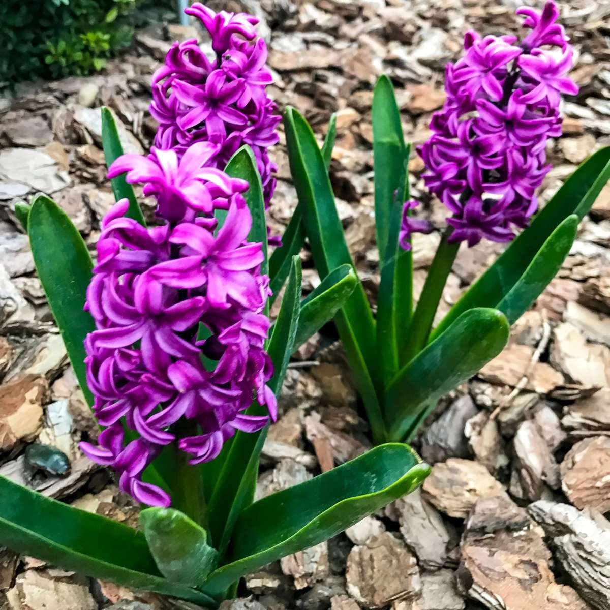 Hyacinth Hyazinthenzwiebeln - 10Er Set - Hyacinthus 'Purple Voice' - Blumenzwiebeln 
