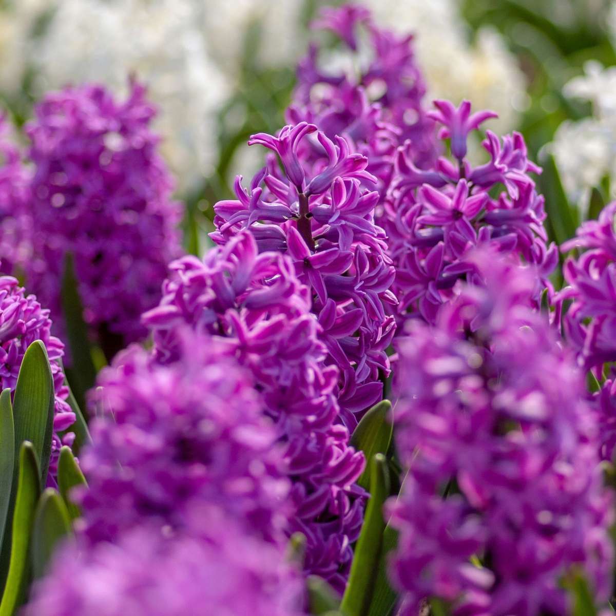 Hyacinth Hyazinthenzwiebeln - 10Er Set - Hyacinthus 'Purple Voice' - Blumenzwiebeln 