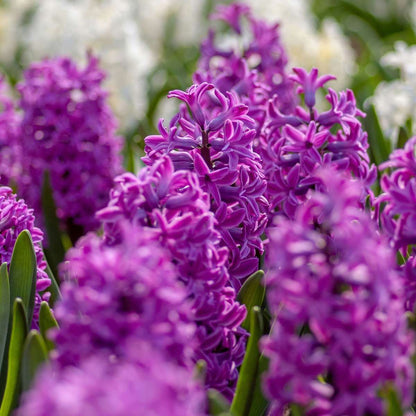 Hyacinth Hyazinthenzwiebeln - 10Er Set - Hyacinthus 'Purple Voice' - Blumenzwiebeln 