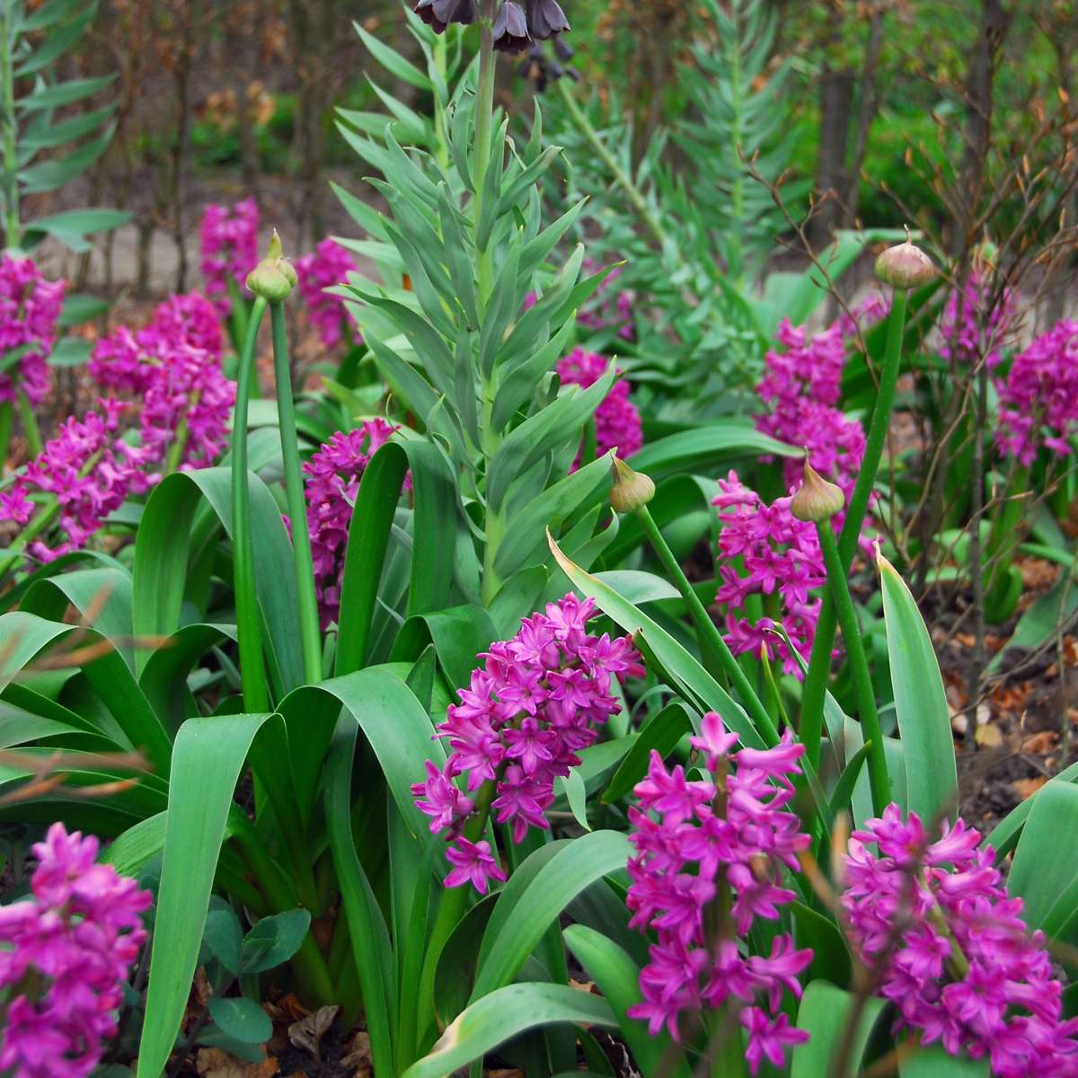 Hyacinth Hyazinthenzwiebeln - 10Er Set - Hyacinthus 'Purple Voice' - Blumenzwiebeln 