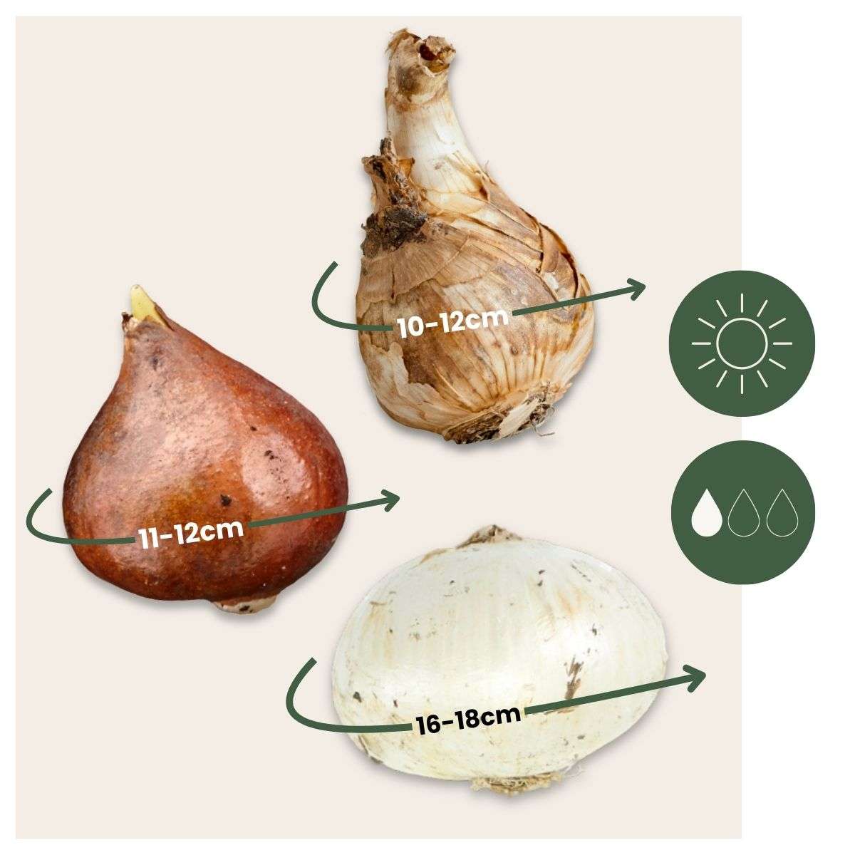 Other Types Of Flower Bulbs Dry Garden Box - 35 Blumenzwiebeln Für Trockene & Sonnige Standorte 