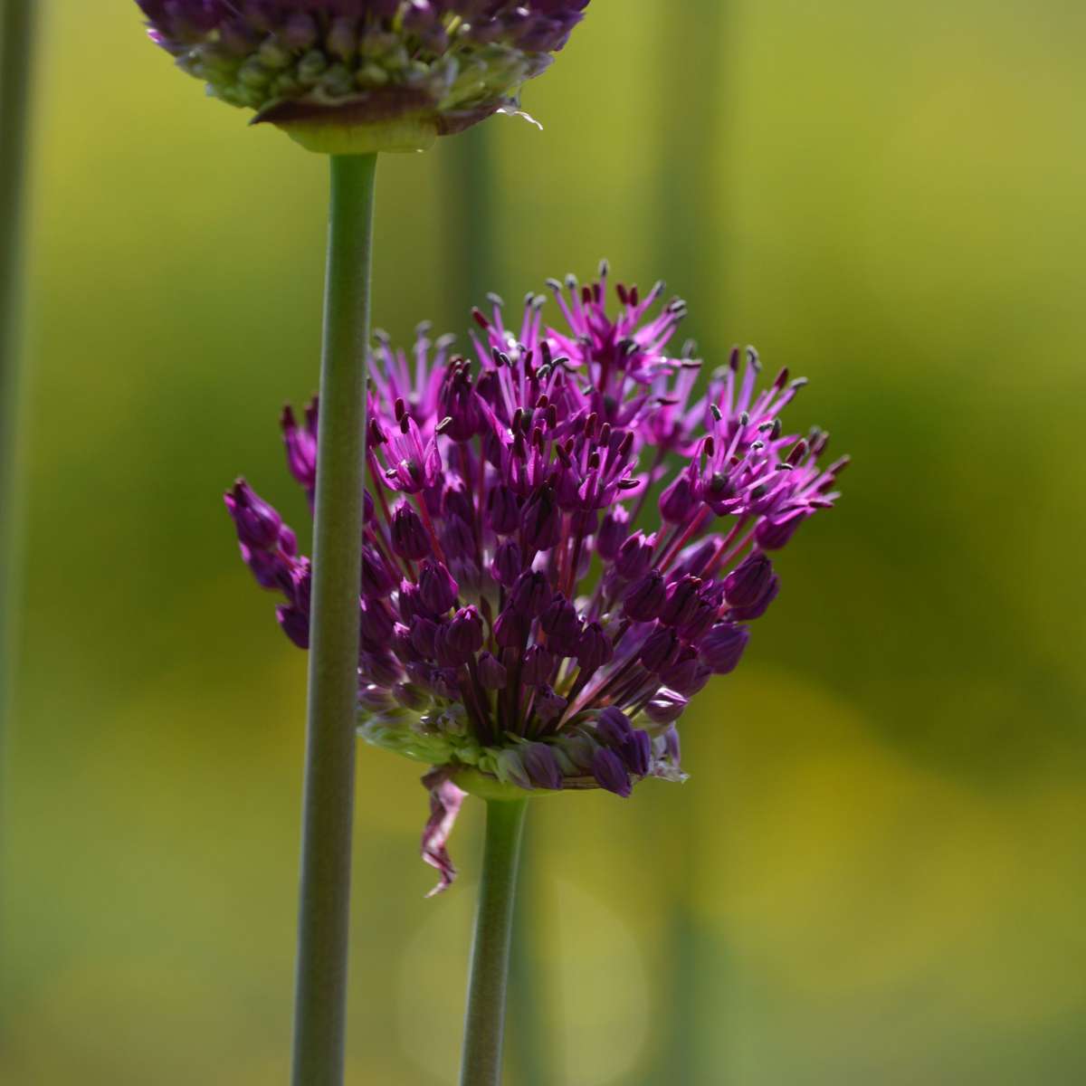 Other Types Of Flower Bulbs Dry Garden Box - 35 Blumenzwiebeln Für Trockene & Sonnige Standorte 