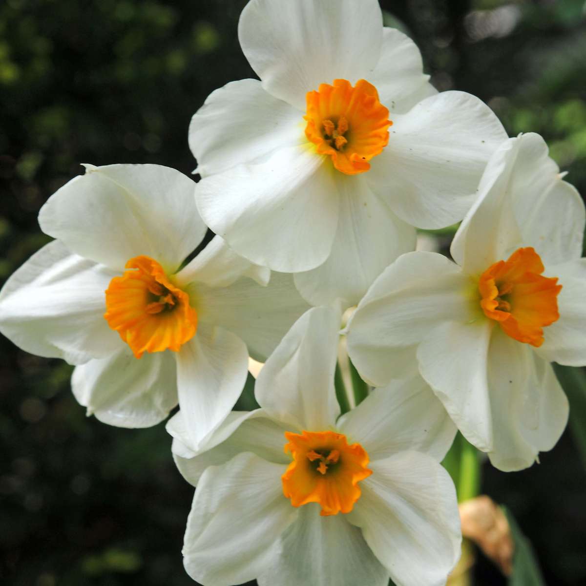 Other Types Of Flower Bulbs Dry Garden Box - 35 Blumenzwiebeln Für Trockene & Sonnige Standorte 
