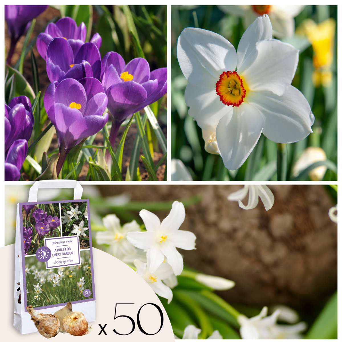 Bulb Mix Shade Garden Box - 50 Blumenzwiebeln Für Schatten & Halbschatten 