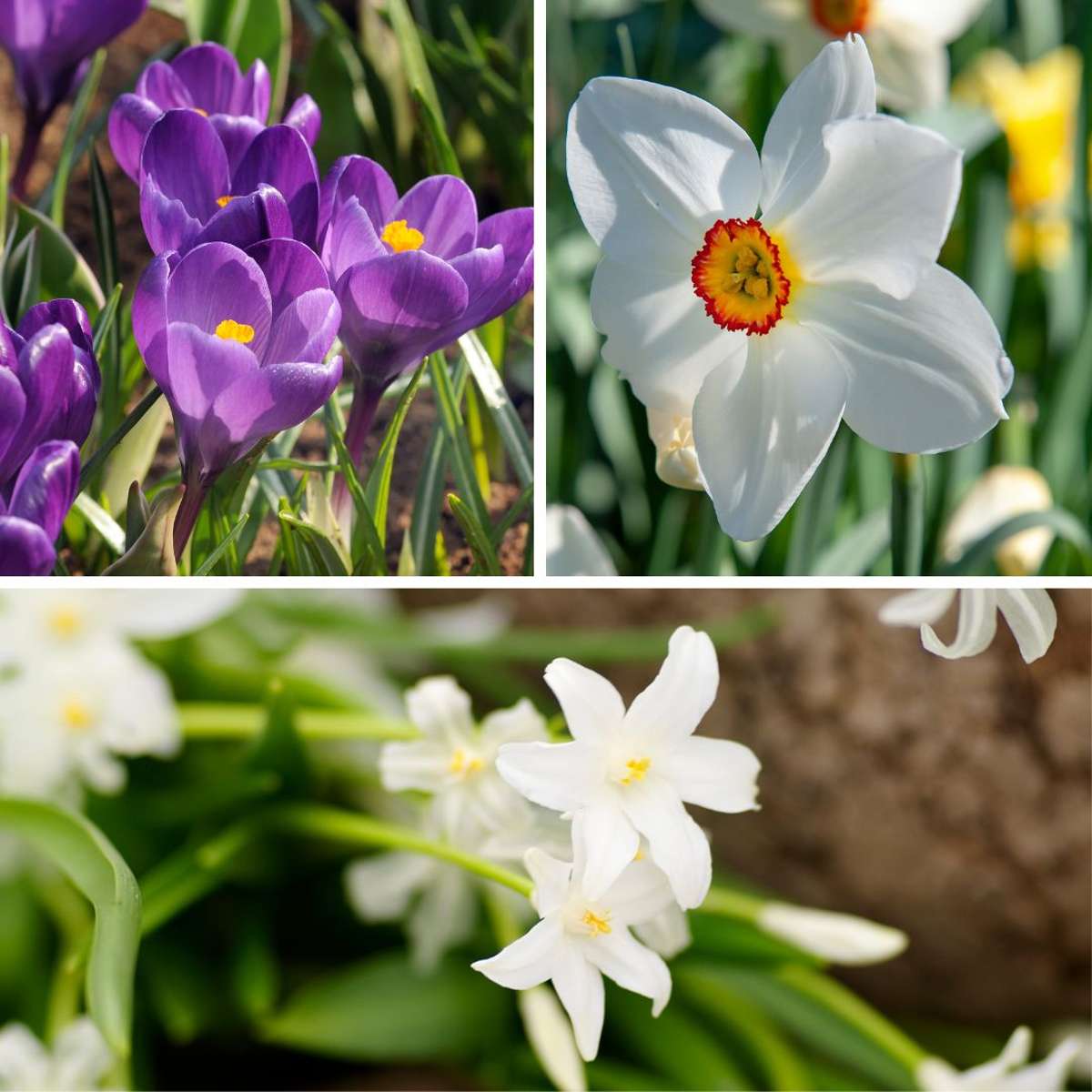 Bulb Mix Shade Garden Box - 50 Blumenzwiebeln Für Schatten & Halbschatten 