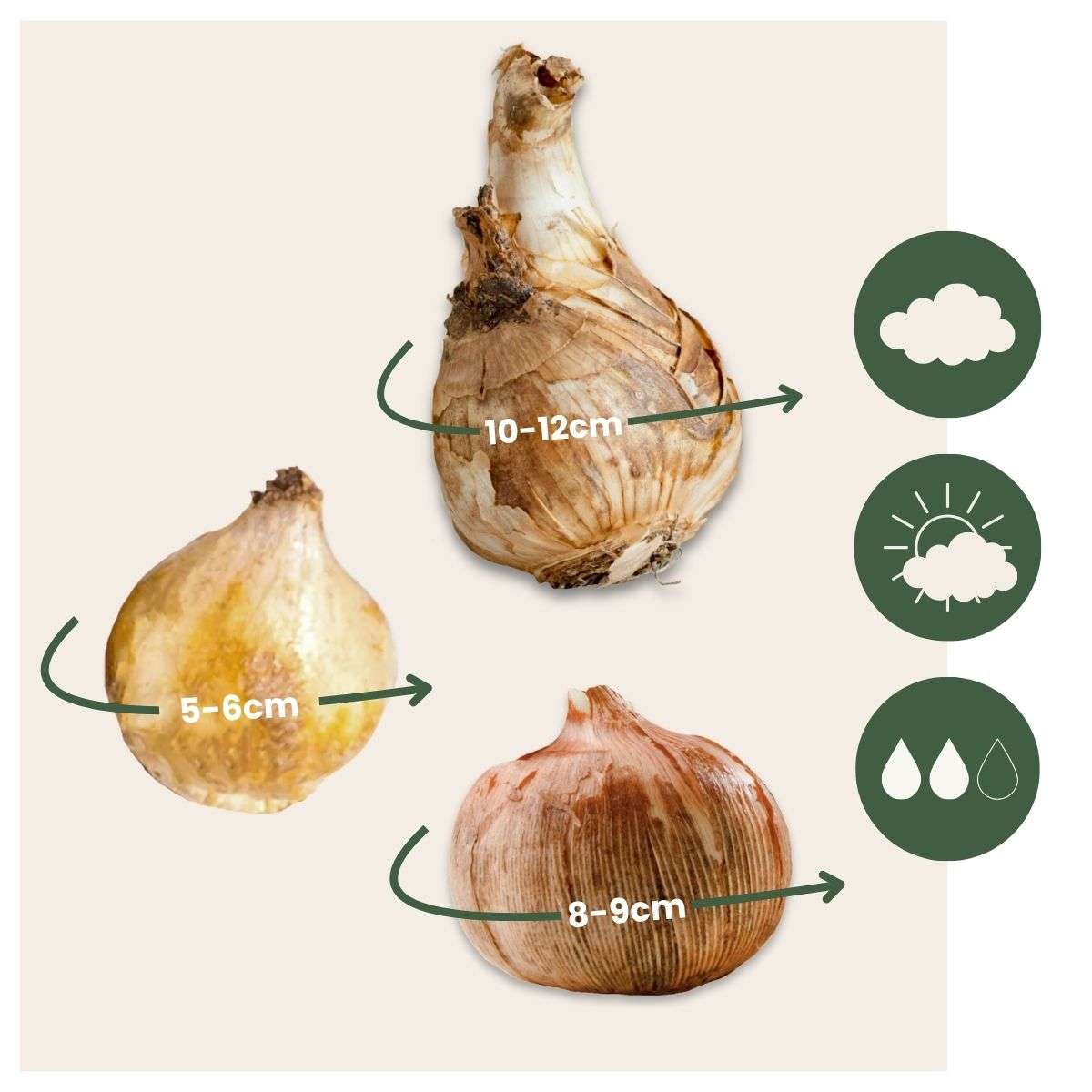 Bulb Mix Shade Garden Box - 50 Blumenzwiebeln Für Schatten & Halbschatten 