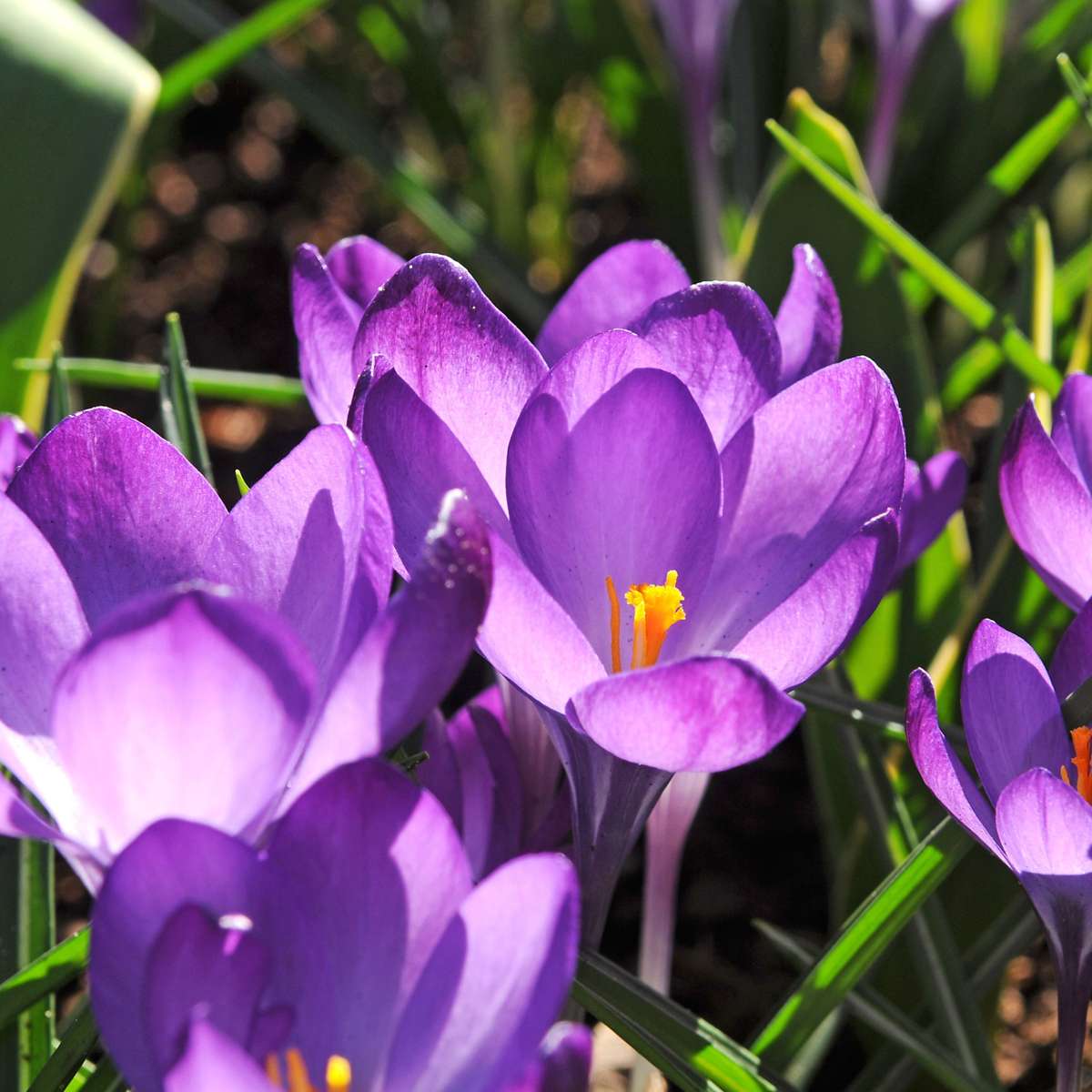 Bulb Mix Shade Garden Box - 50 Blumenzwiebeln Für Schatten & Halbschatten 