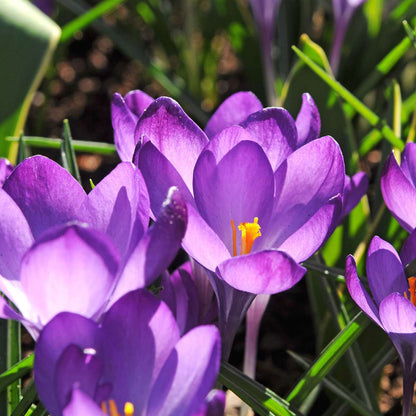 Bulb Mix Shade Garden Box - 50 Blumenzwiebeln Für Schatten & Halbschatten 