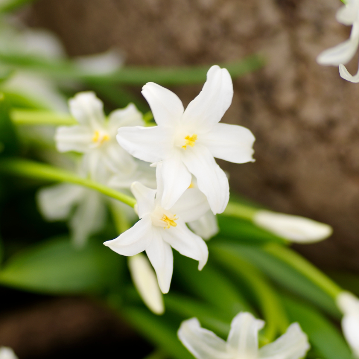 Bulb Mix Shade Garden Box - 50 Blumenzwiebeln Für Schatten & Halbschatten 