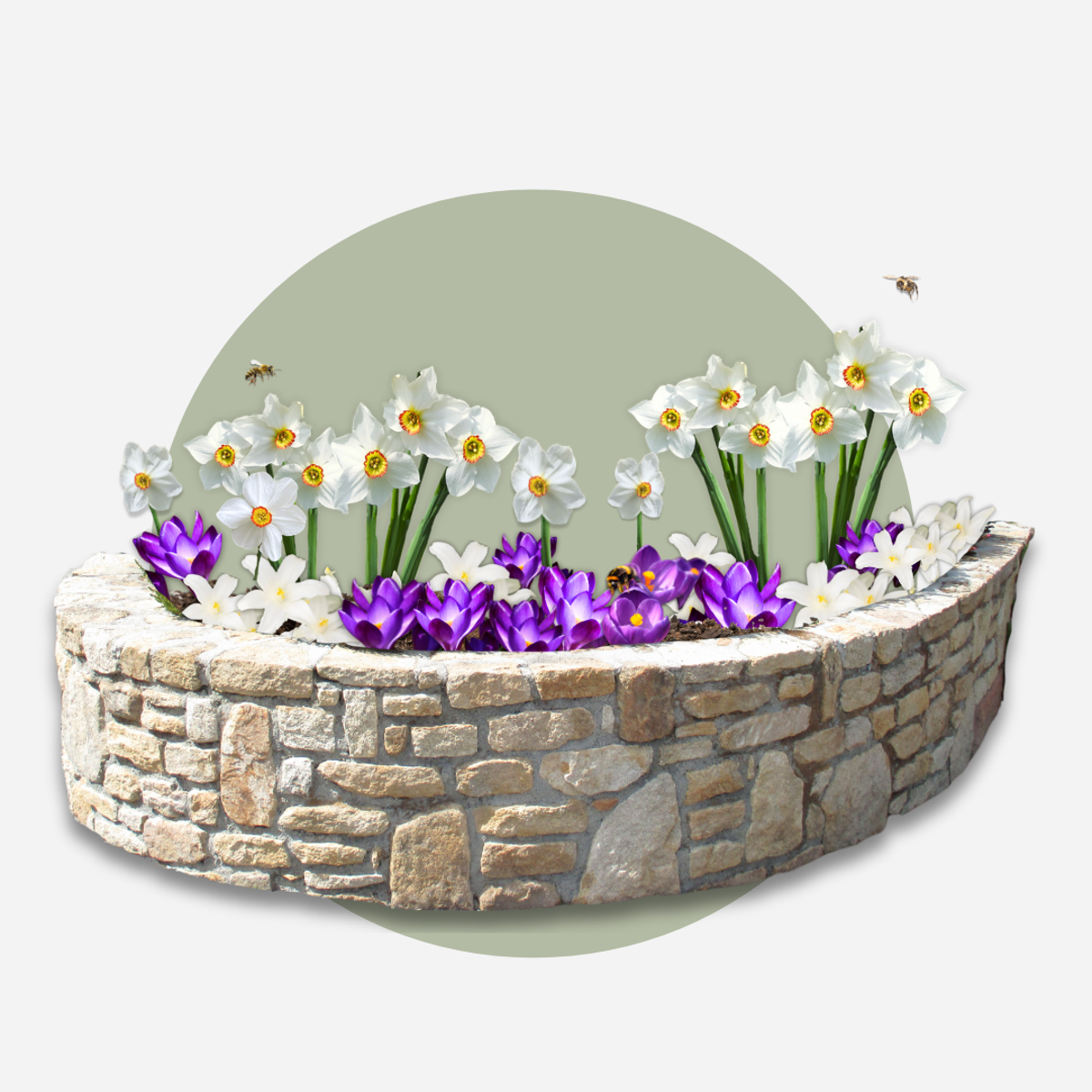 Bulb Mix Shade Garden Box - 50 Blumenzwiebeln Für Schatten & Halbschatten 