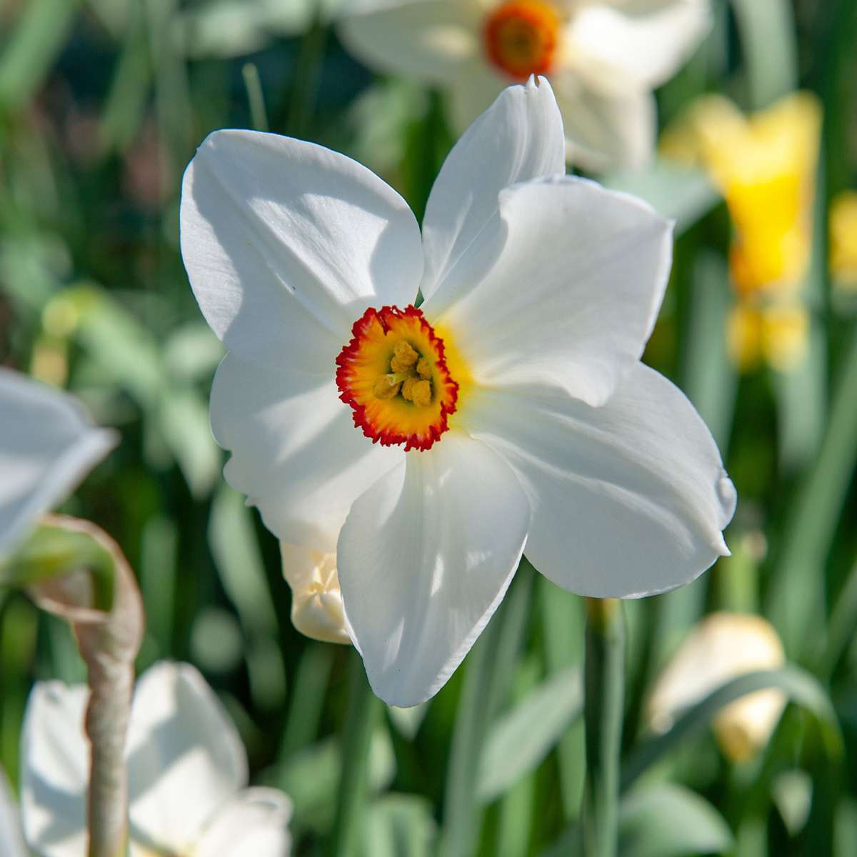 Bulb Mix Shade Garden Box - 50 Blumenzwiebeln Für Schatten & Halbschatten 