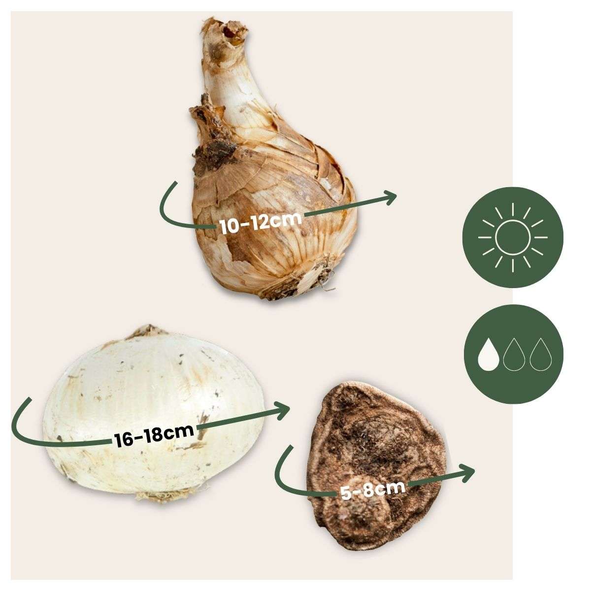 Other Types Of Flower Bulbs Blumenzwiebeln - 35 Stück - Sunny Garden Box - Anemone, Allium, Narzisse 