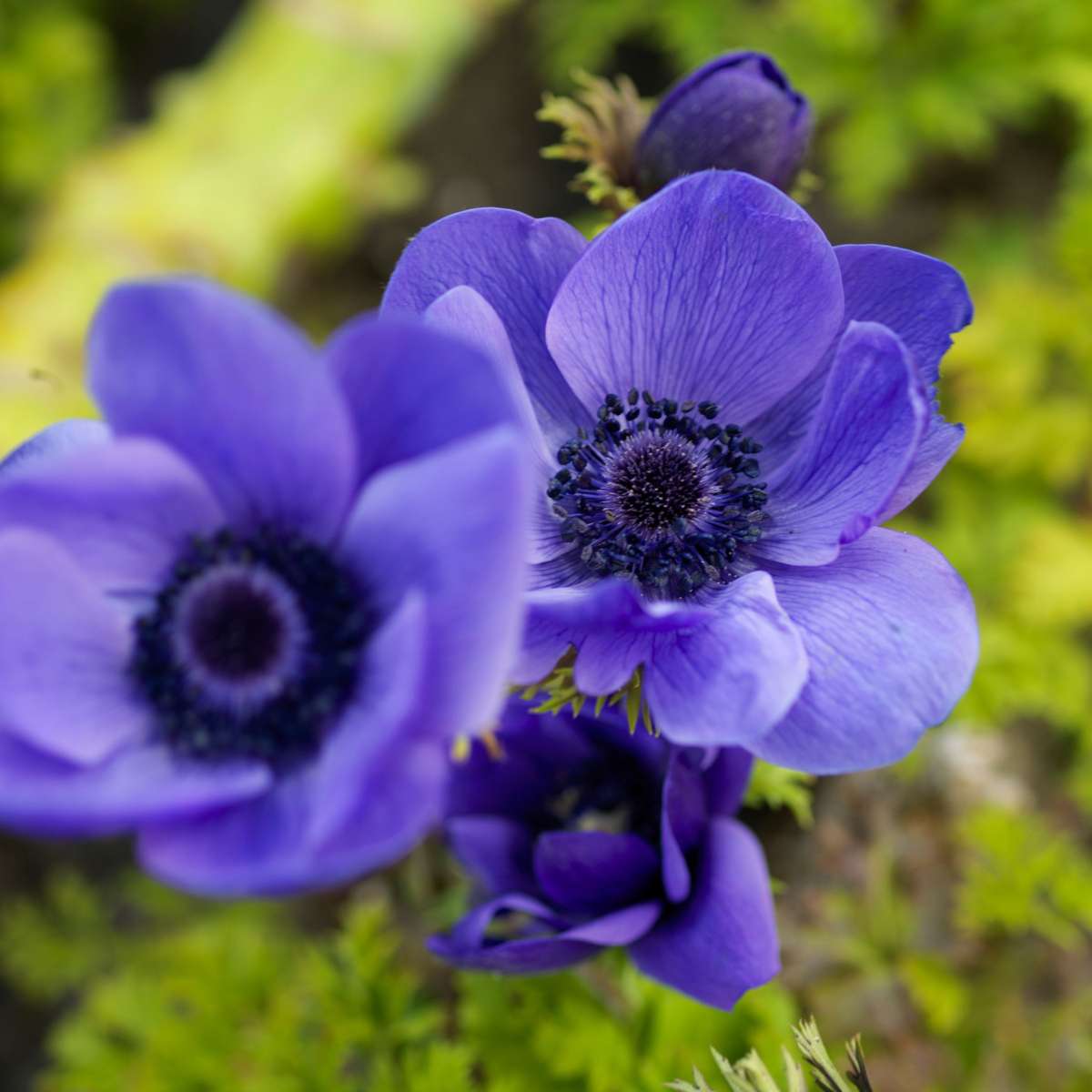 Other Types Of Flower Bulbs Blumenzwiebeln - 35 Stück - Sunny Garden Box - Anemone, Allium, Narzisse 