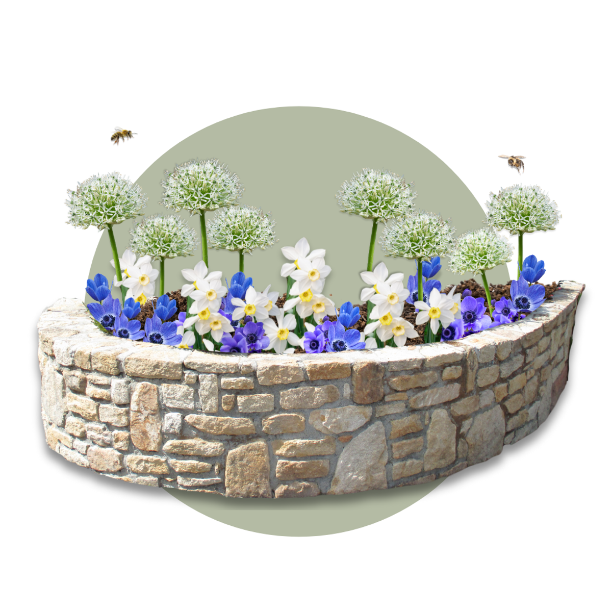 Other Types Of Flower Bulbs Blumenzwiebeln - 35 Stück - Sunny Garden Box - Anemone, Allium, Narzisse 