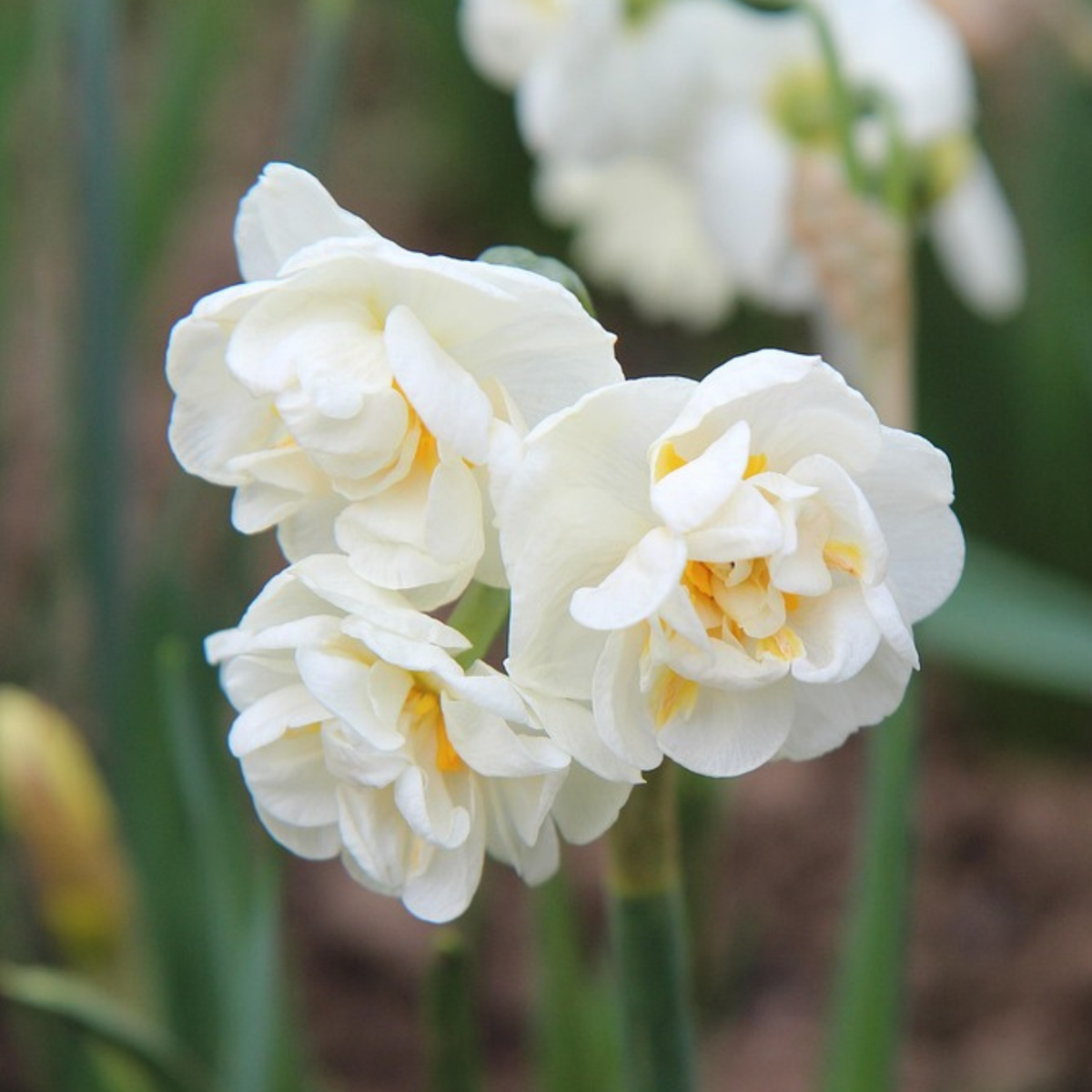 Daffodil Narzissenzwiebeln - 10 Stk - Narcissus Double Mix - Blumenzwiebeln - Mehrfarbig 
