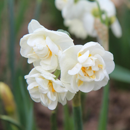 Daffodil Narzissenzwiebeln - 10 Stk - Narcissus Double Mix - Blumenzwiebeln - Mehrfarbig 