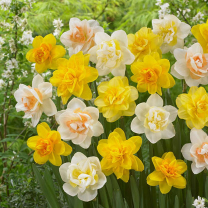 Daffodil Narzissenzwiebeln - 10 Stk - Narcissus Double Mix - Blumenzwiebeln - Mehrfarbig 