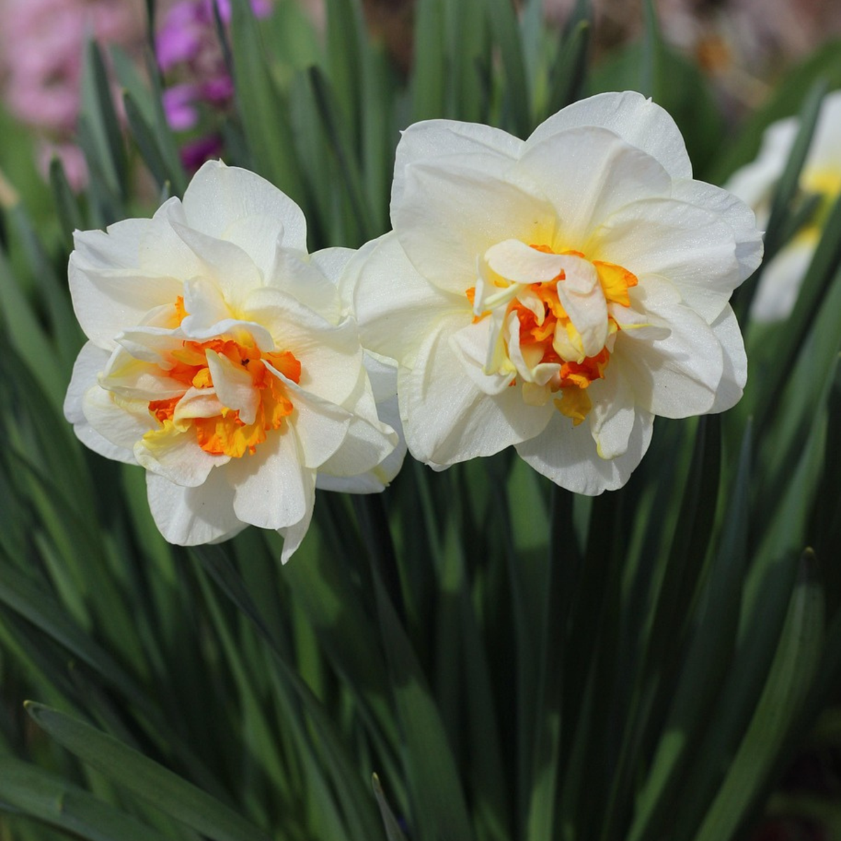 Daffodil Narzissenzwiebeln - 10 Stk - Narcissus Double Mix - Blumenzwiebeln - Mehrfarbig 