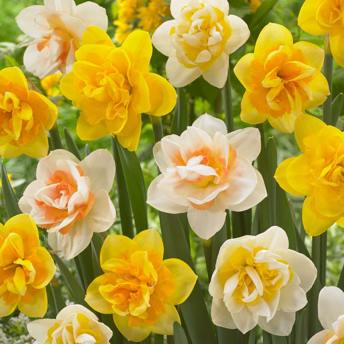 Daffodil Narzissenzwiebeln - 10 Stk - Narcissus Double Mix - Blumenzwiebeln - Mehrfarbig 