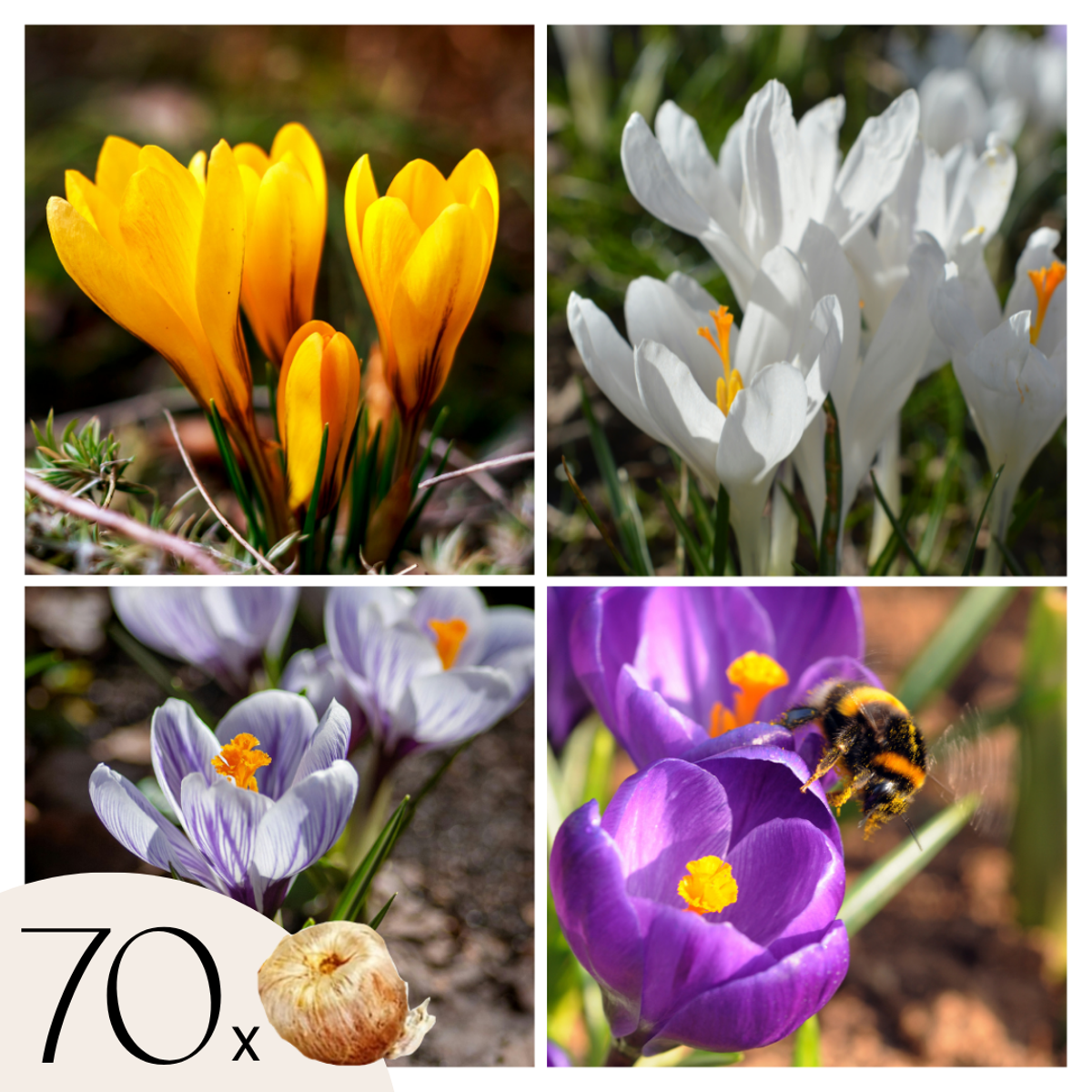 Crocus Krokuszwiebeln - 70Er Set Blumenzwiebeln - Bunte Frühlingsblüher Für Garten 