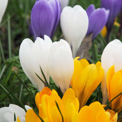 Crocus Krokuszwiebeln - 70Er Set Blumenzwiebeln - Bunte Frühlingsblüher Für Garten 