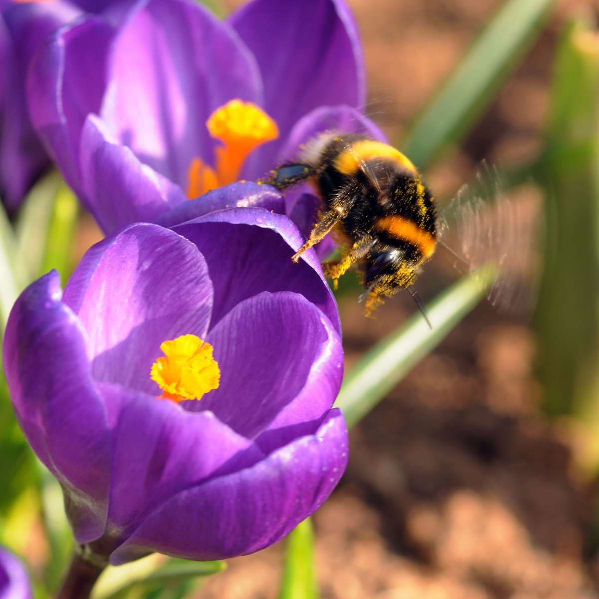 Crocus Krokuszwiebeln - 70Er Set Blumenzwiebeln - Bunte Frühlingsblüher Für Garten 