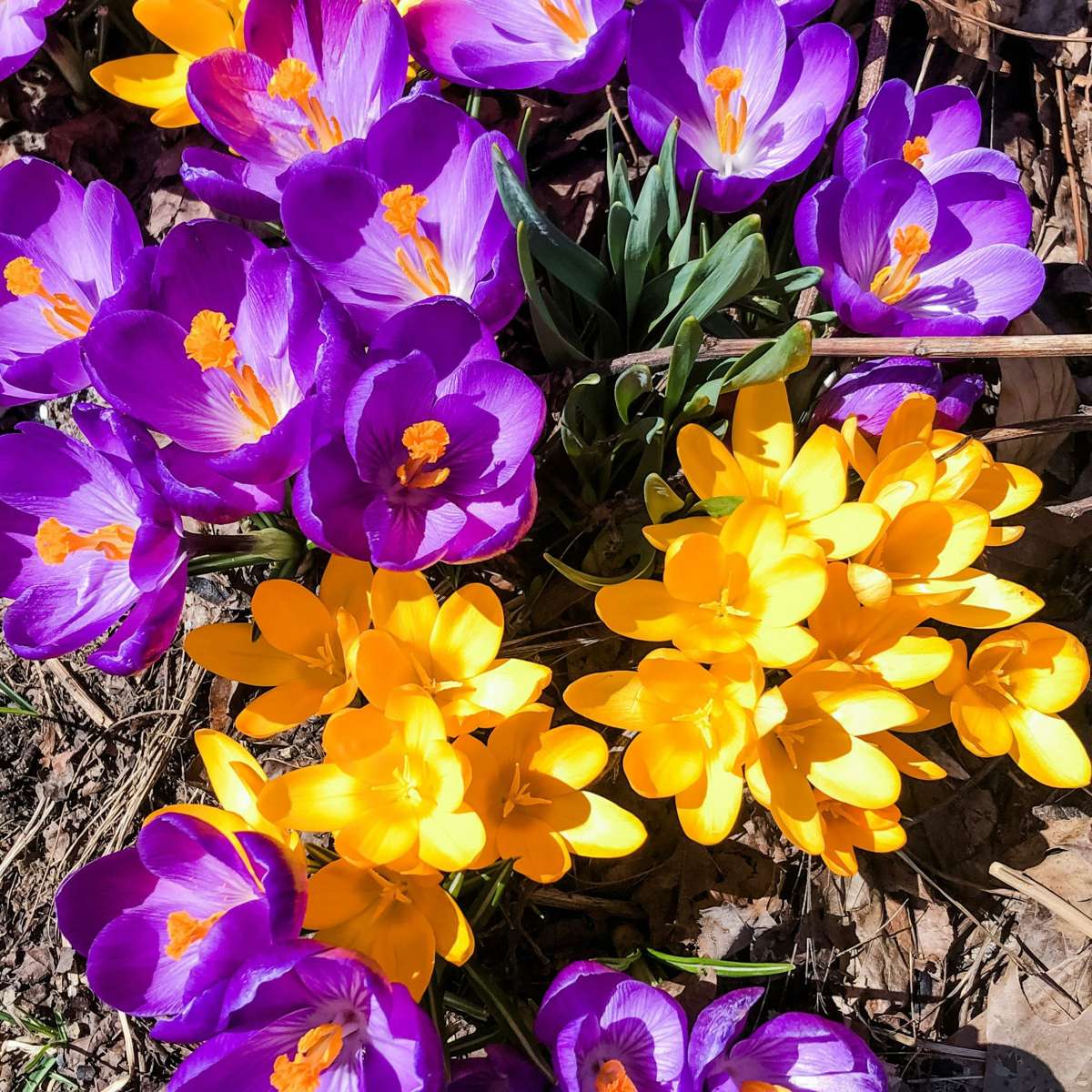 Crocus Krokuszwiebeln - 70Er Set Blumenzwiebeln - Bunte Frühlingsblüher Für Garten 