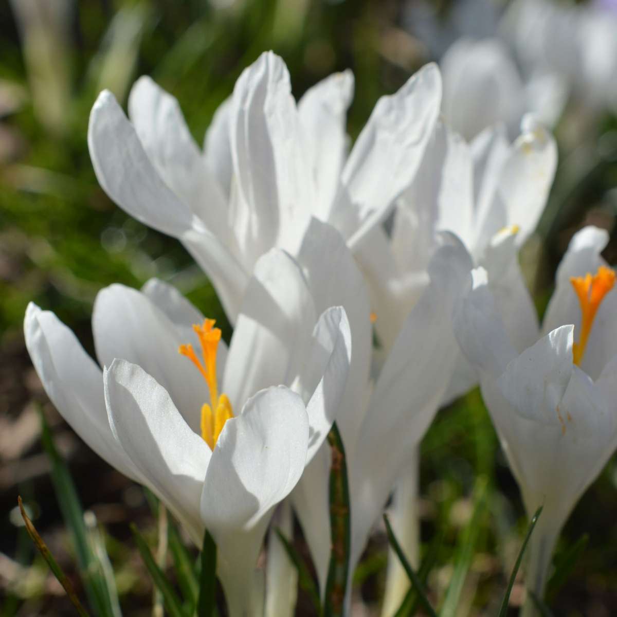 Crocus Krokuszwiebeln - 70Er Set Blumenzwiebeln - Bunte Frühlingsblüher Für Garten 