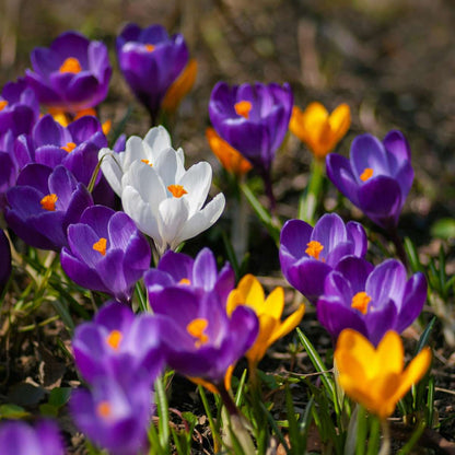 Crocus Krokuszwiebeln - 70Er Set Blumenzwiebeln - Bunte Frühlingsblüher Für Garten 