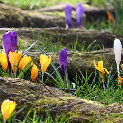 Crocus Krokuszwiebeln - 70Er Set Blumenzwiebeln - Bunte Frühlingsblüher Für Garten 