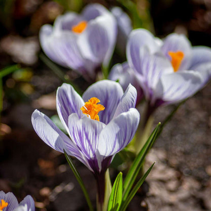 Crocus Krokuszwiebeln - 70Er Set Blumenzwiebeln - Bunte Frühlingsblüher Für Garten 