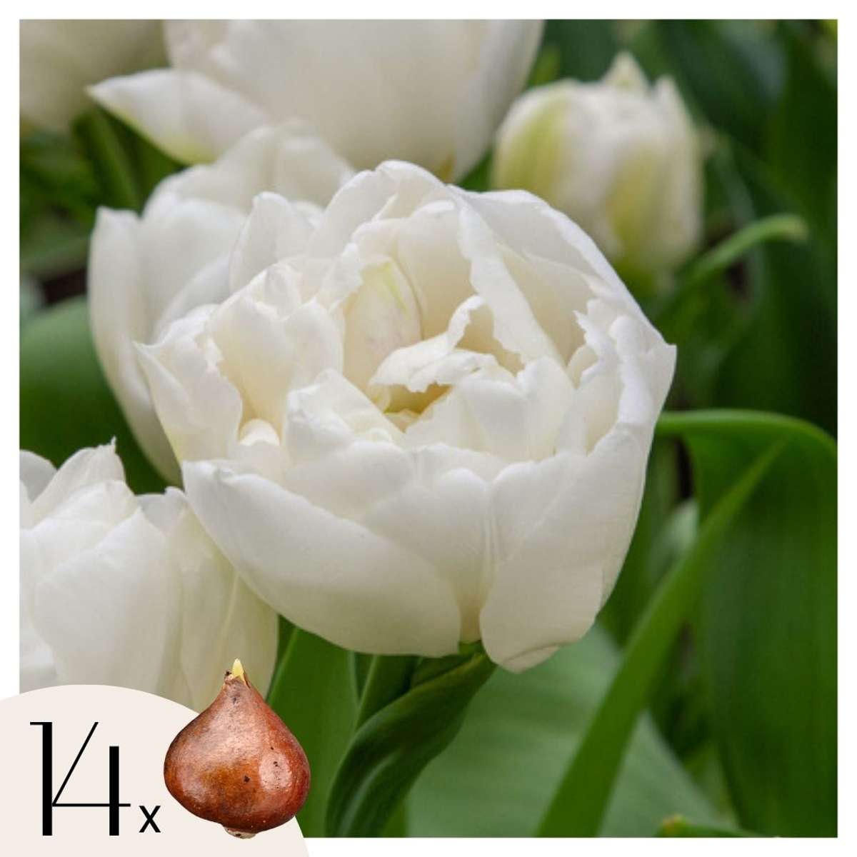 Tulip Tulpenzwiebeln - 14 Stk - Tulipa 'Mondial' - Blumenzwiebeln - Mehrfarbig 